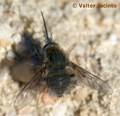Mosca da famlia Bombyliidae // Bee-fly (Bombylius cf. mus)