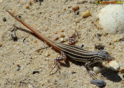 Lagartixa-de-dedos-denteados // Spiny-footed Lizard (Acanthodactylus erythrurus)