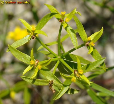 Morganheira-bética (Euphorbia boetica)