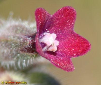 Flor do campo // Red Monkswort (Nonea vesicaria)