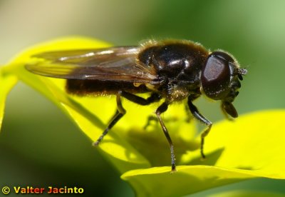 Mosca da famlia Syrphidae // Syrphid Fly (Cheilosia sp.)