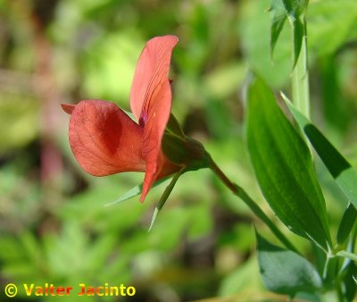 Flor do campo // Red Pea (Lathyrus cicera)