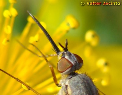 Mosca da famlia Bombyliidae // Bee Fly (Phthiria sp.), female