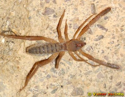Solfugo da famlia Daesiidae // European Solifugid (Gluvia dorsalis)