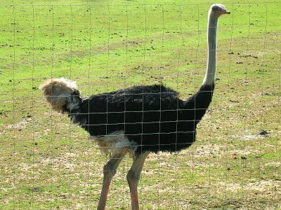 Avestruz // Ostrich (Struthio camelus), male