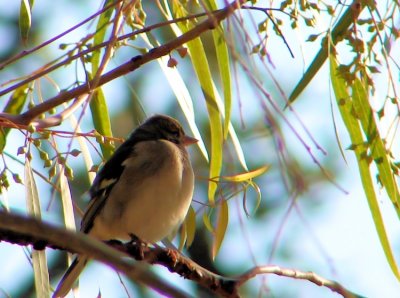 Tentilhão-comum // Chaffinch (Fringilla coelebs subsp. balearica), female