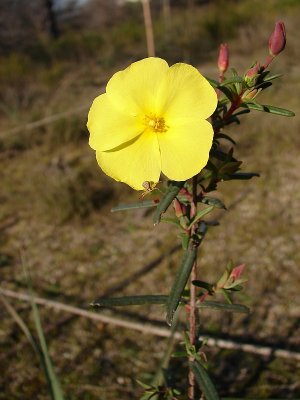 Erva-sargacinha (Halimium calycinum) /|\ Yellow Rock Rose