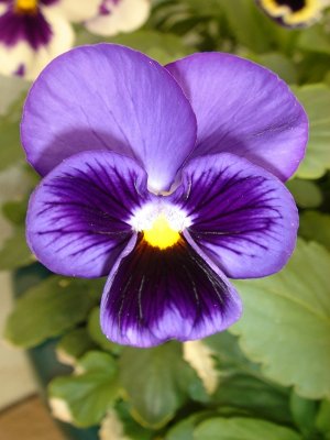 Amor-perfeito // Wittrocks Violet, Pansy (Viola wittrockiana)