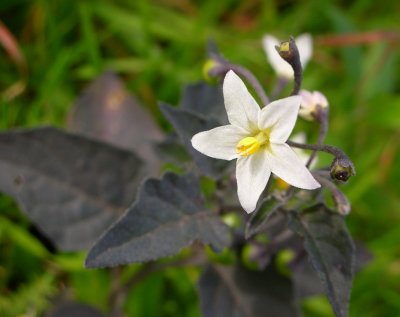 Erva-moura // Deadly Nightshade (Solanum nigrum)