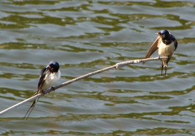 Casal de Andorinha-das-chaminés // Barn Swallow pair (Hirundo rustica subsp. rustica)
