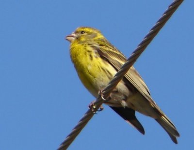 Chamariz ou Milheirinha // European Serin (Serinus serinus), male