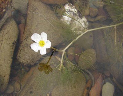 Ranúnculo-aquático (Ranunculus baudotii)