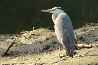 Gara-real // Grey Heron (Ardea cinerea)