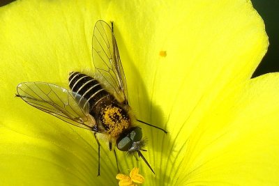 Mosca da famlia Bombyliidae // Bee Fly (Parageron gratus)