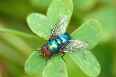 Mosca // Fly (Lucilia illustris)