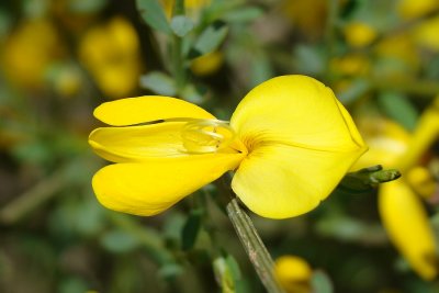 Flor da Giesta-das-sebes // Wildflower (Cytisus grandiflorus)