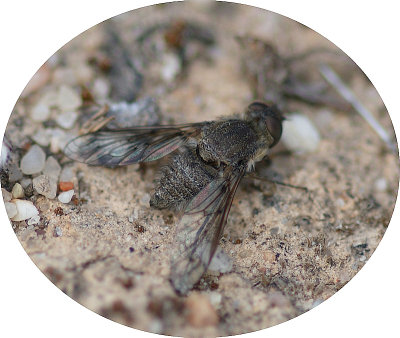 Mosca Bombyliidae // Bee-fly (Cononedys scutellata)