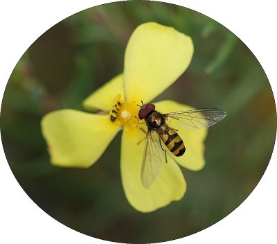 Mosca Syrphidae // Hoverfly (Meliscaeva auricollis)