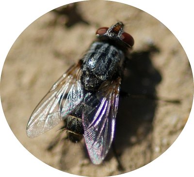 Mosca Sarcophagidae // Flesh Fly (Protomiltogramma fasciata)