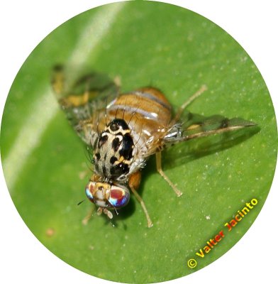 Mosca-da-fruta ou Mosca-do-Mediterrneo // Mediterranean Fruit Fly (Ceratitis capitata)