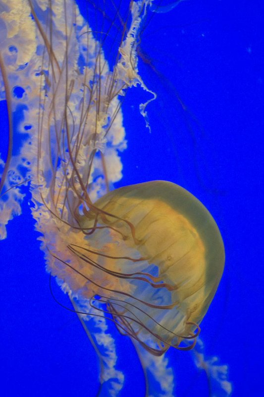 Jelly Fish
