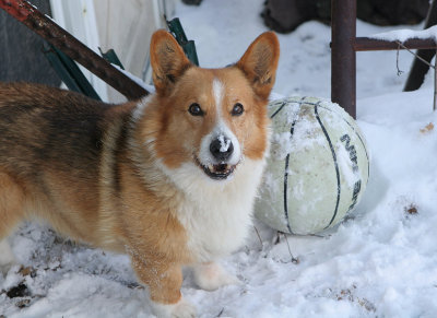 snow buddy