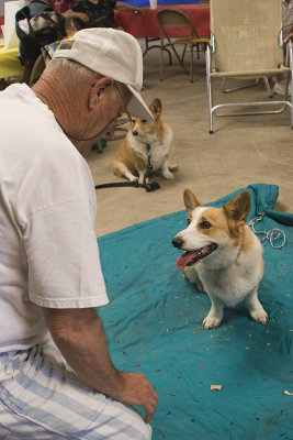 Corgi Boy