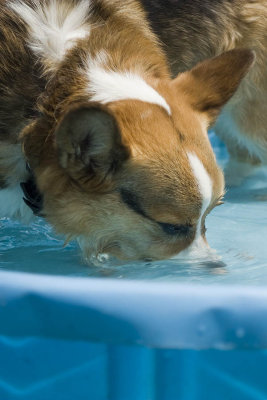 Some Corgi's will do anything for a treat