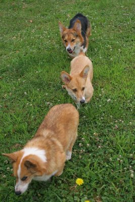 Corgi Conga