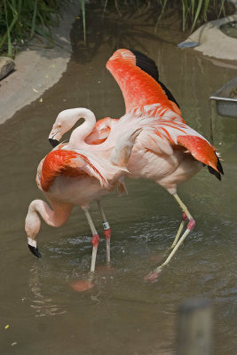 Flamingo whoopee