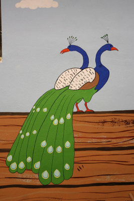peacocks