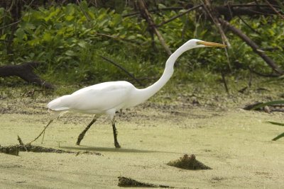 Great White Heron