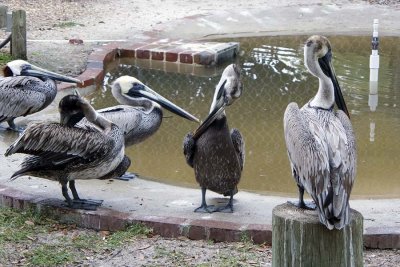 Pelican gang