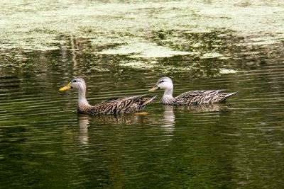 Ducks afloat
