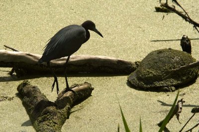 Little Blue Heron and turtle