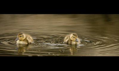 El Rio Ducklings