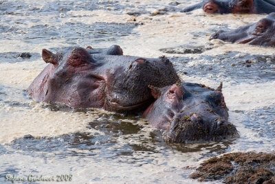 Ippopotami ( Hippopotamus)