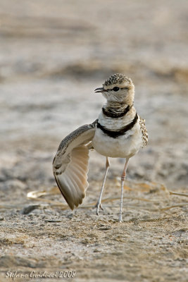 Corrione doppiabanda (Double-banded Courser ) Smutornis africanus