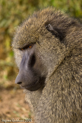 Babbuino (Olive Baboon)