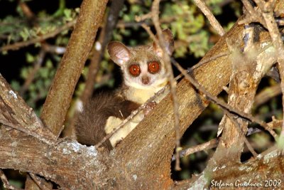 Galagone  ( Senegal Bushbaby )