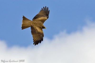 Nibbio bruno africano ( Black kite)