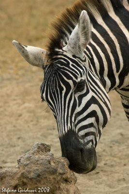 Zebre  (Plain Zebra)