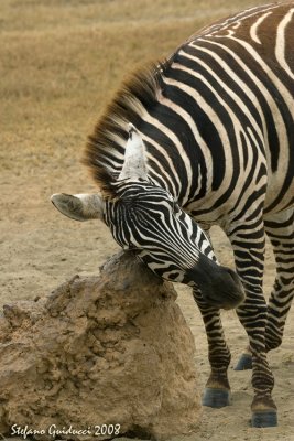 Zebre  (Plain Zebra)