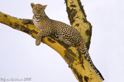 Leopardo (Panthera Pardus)