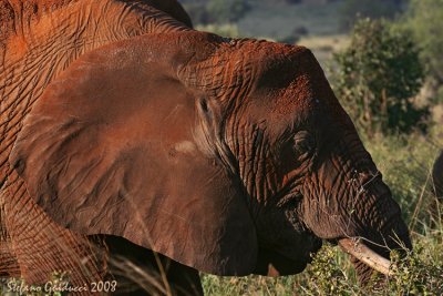 Elefante  (Elephant)