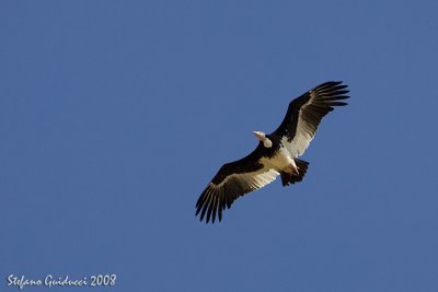 Avvoltoio testabianca (White-headed vulture)