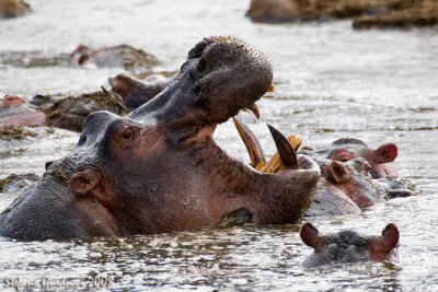 Ippopotami ( Hippopotamus)
