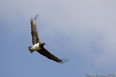 Aquila Marziale (Martial eagle)