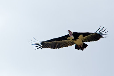 Avvoltoio testabianca (White-headed vulture)