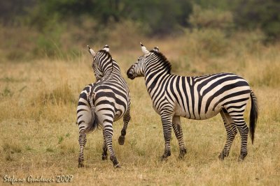 Zebre  (Plain Zebra) - la scalciata
